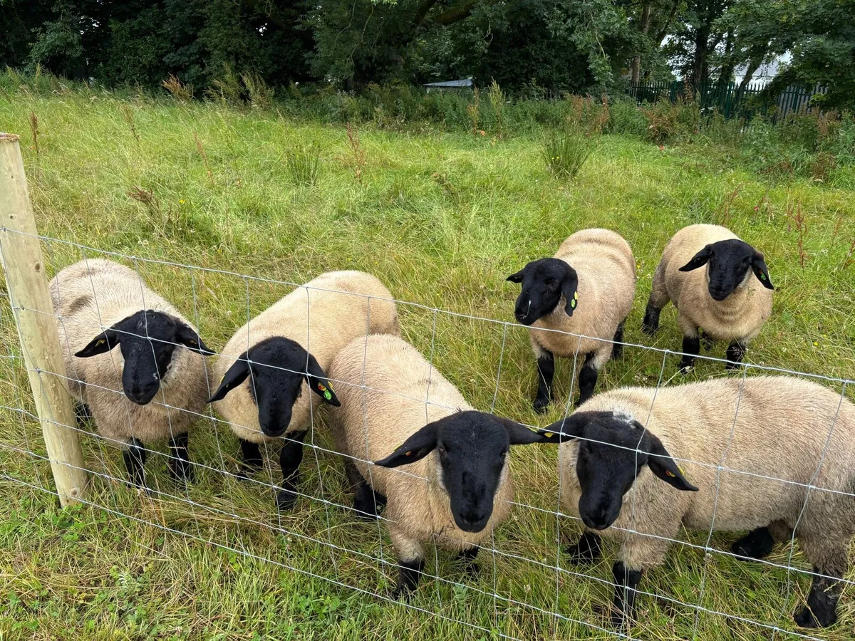 SIS Pedigree Suffolk Ram Lambs - Image 2