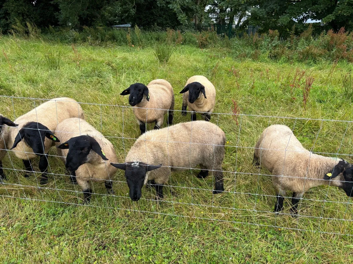 SIS Pedigree Suffolk Ram Lambs - Image 3