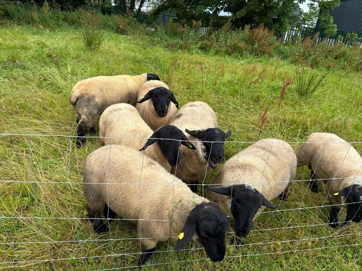 SIS Pedigree Suffolk Ram Lambs - Image 4