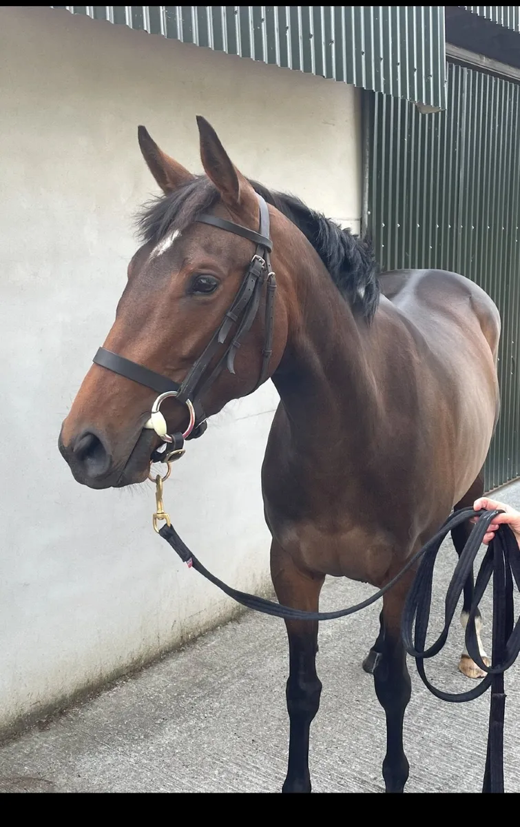 Thoroughbred Filly - Image 2