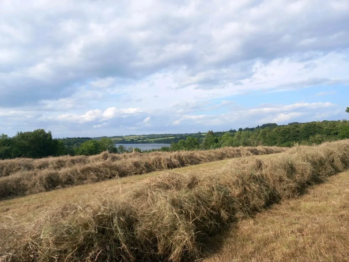VERY GOOD QUALITY HAY IN  Round 4X4 Bales - Image 3