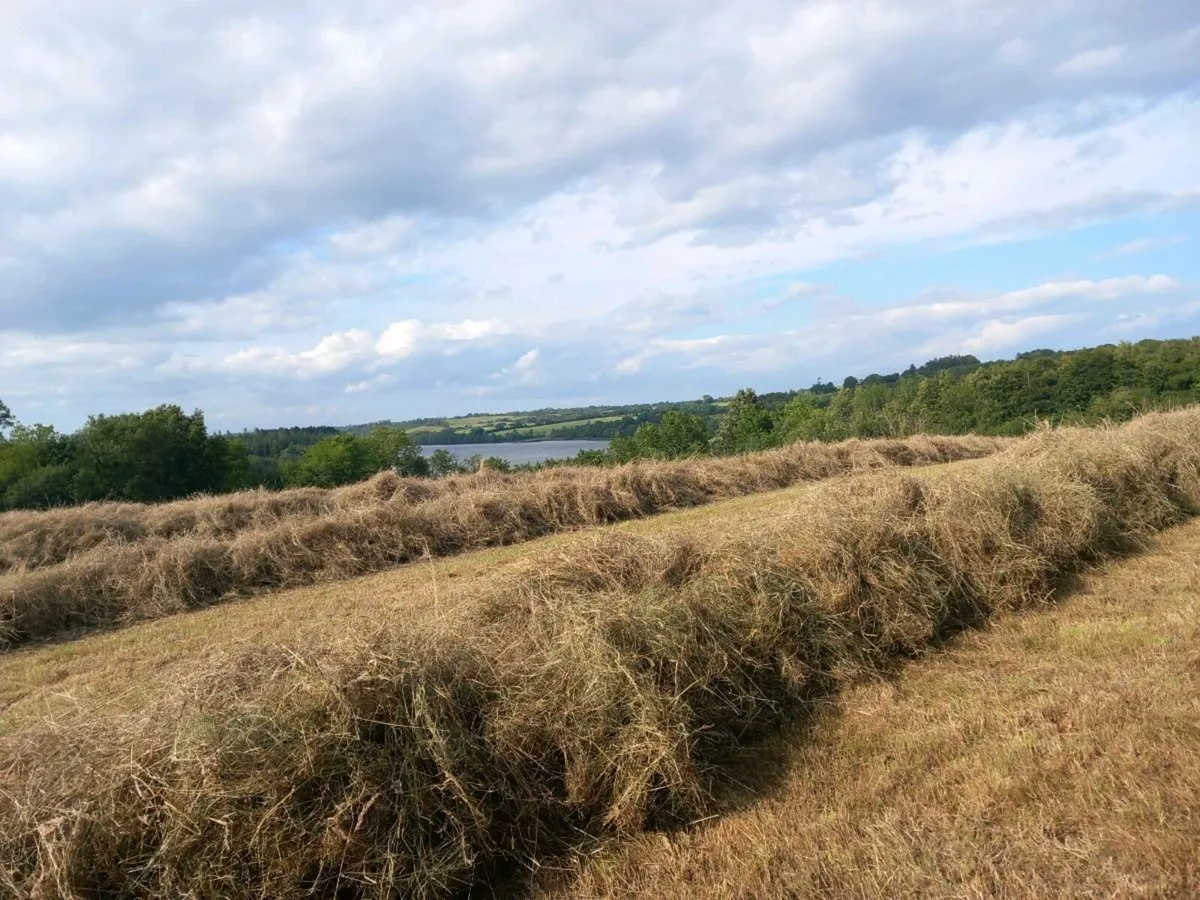 VERY GOOD QUALITY HAY IN  Round 4X4 Bales - Image 4