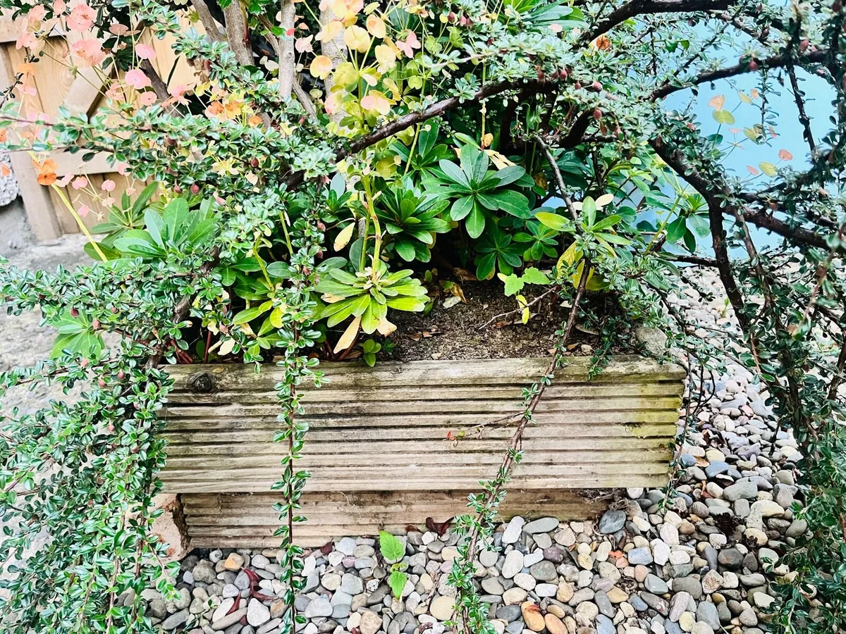 Big plants for sale - Image 2