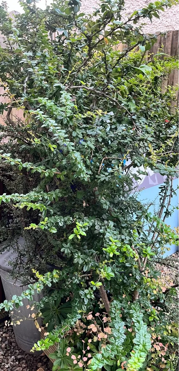 Big plants for sale - Image 4