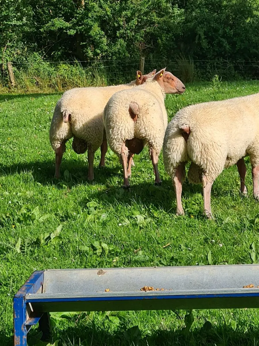 ★★★ SIS ROUGE RAMS ★★★ - Image 2