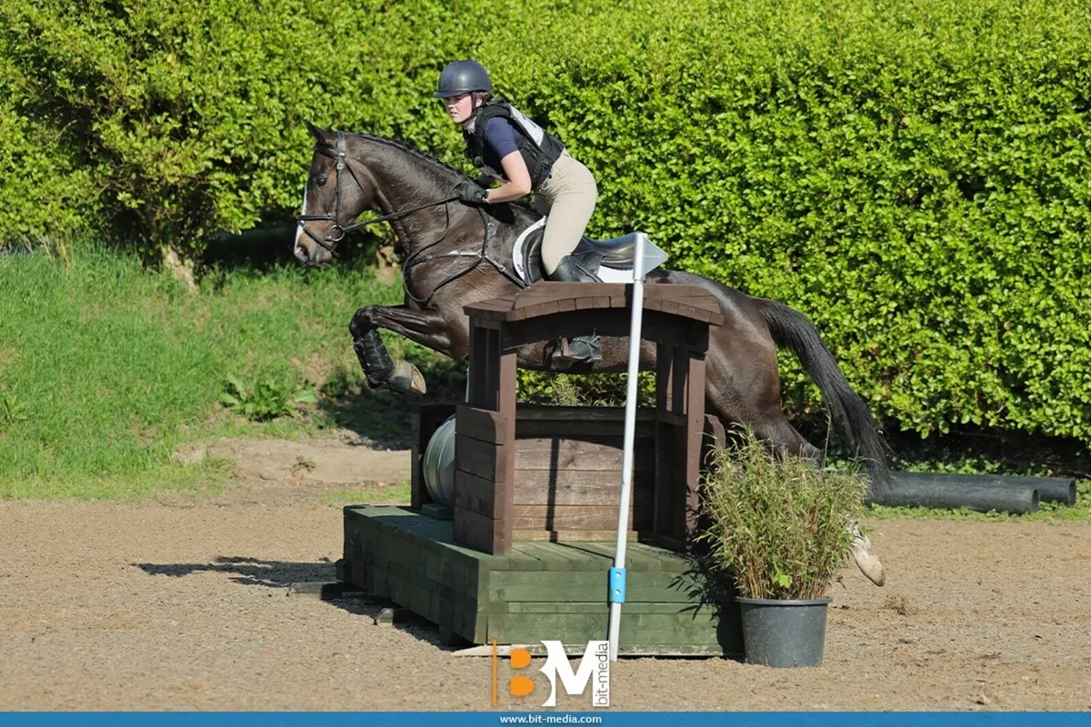 Flashy 16hh Dark Bay TB Mare - Image 1