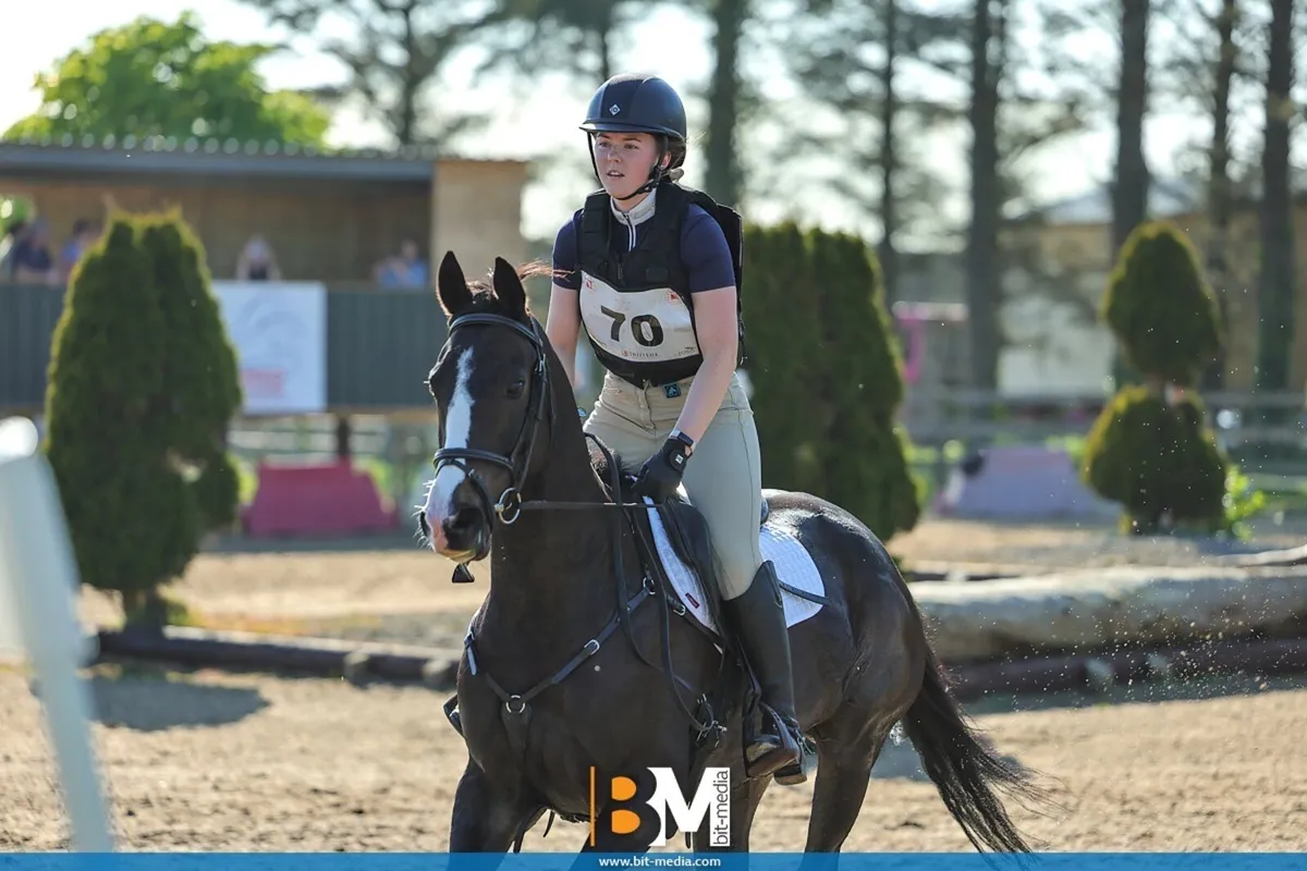 Flashy 16hh Dark Bay TB Mare - Image 2