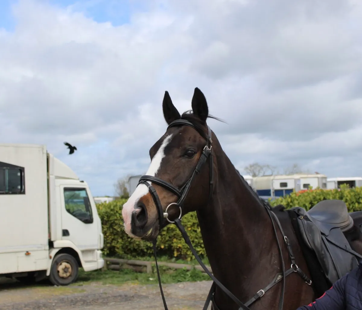 Flashy 16hh Dark Bay TB Mare - Image 3