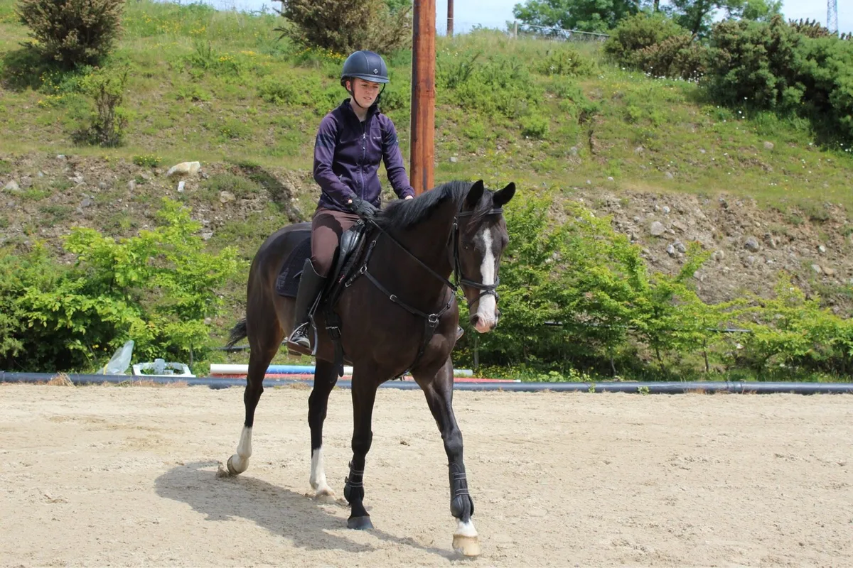 Flashy 16hh Dark Bay TB Mare - Image 4