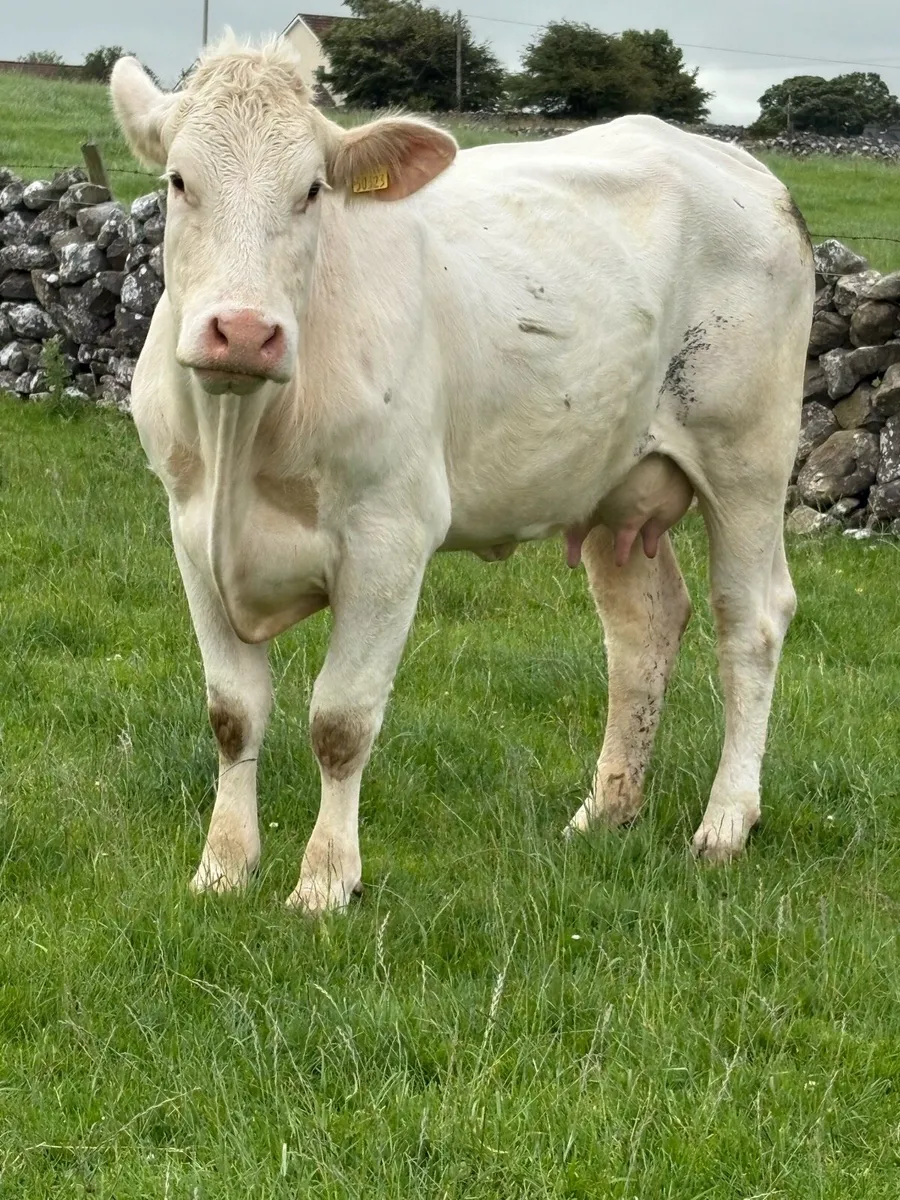 Cow and calf - Image 1