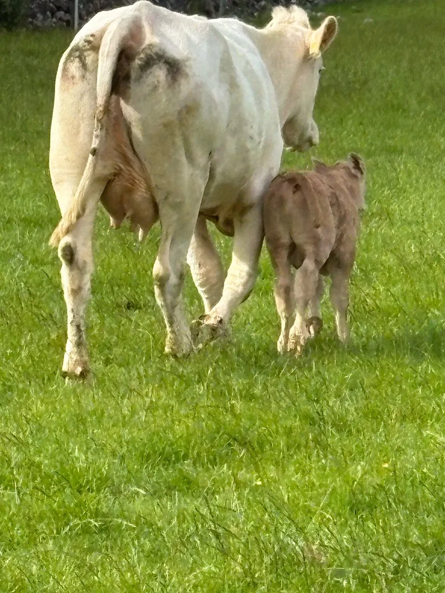 Cow and calf - Image 2