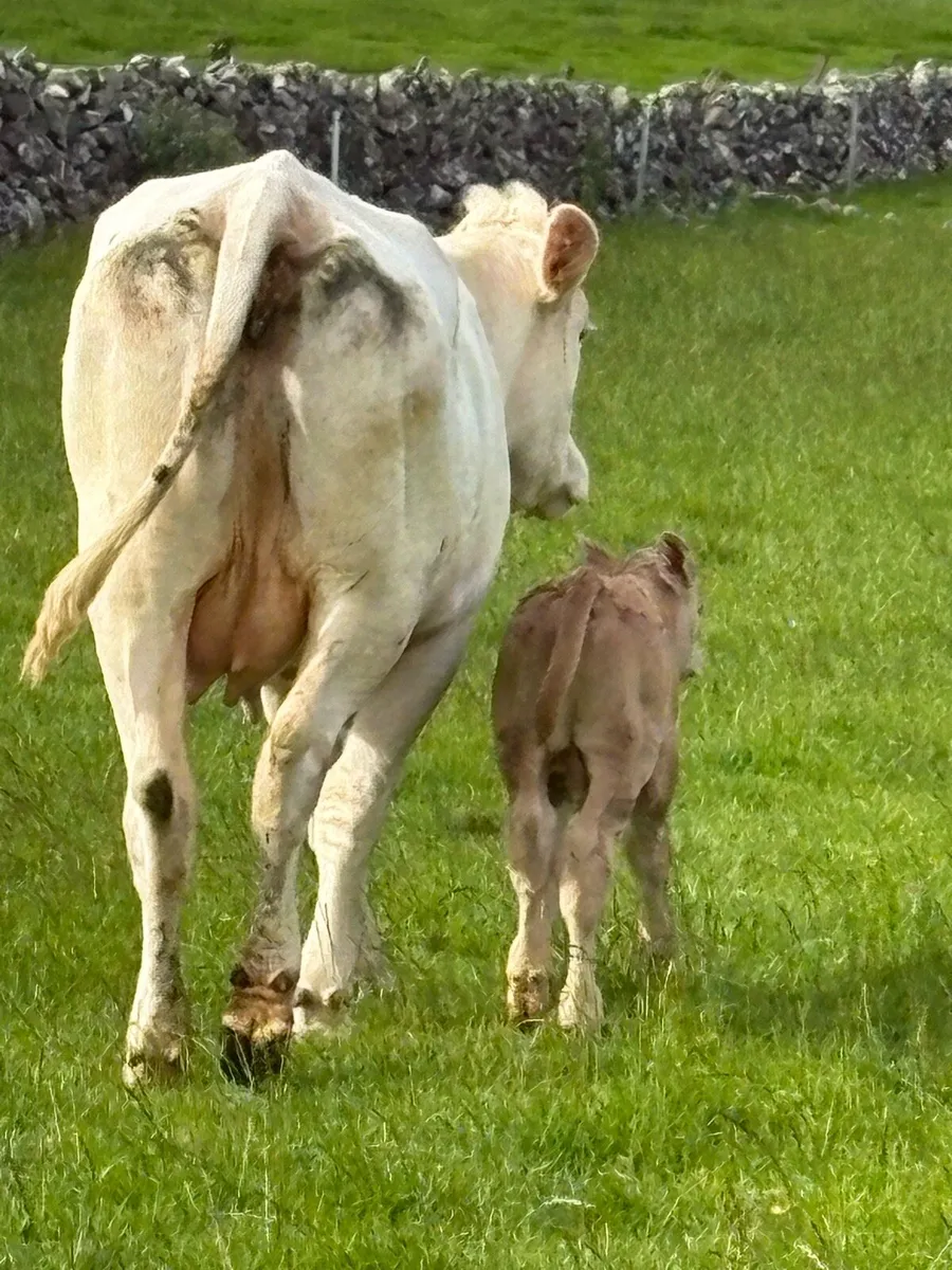 Cow and calf - Image 3