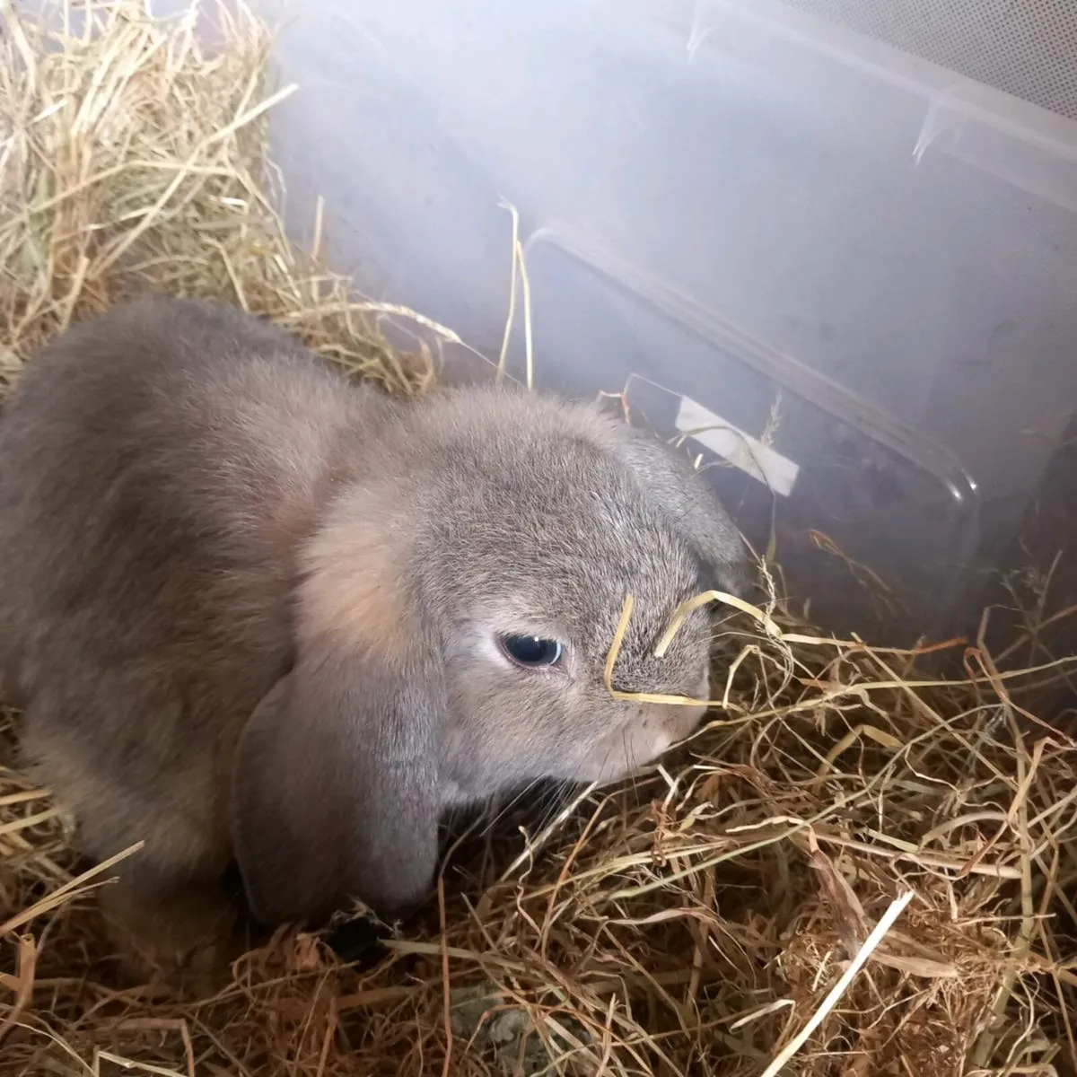 Minilop rabbit - Image 1