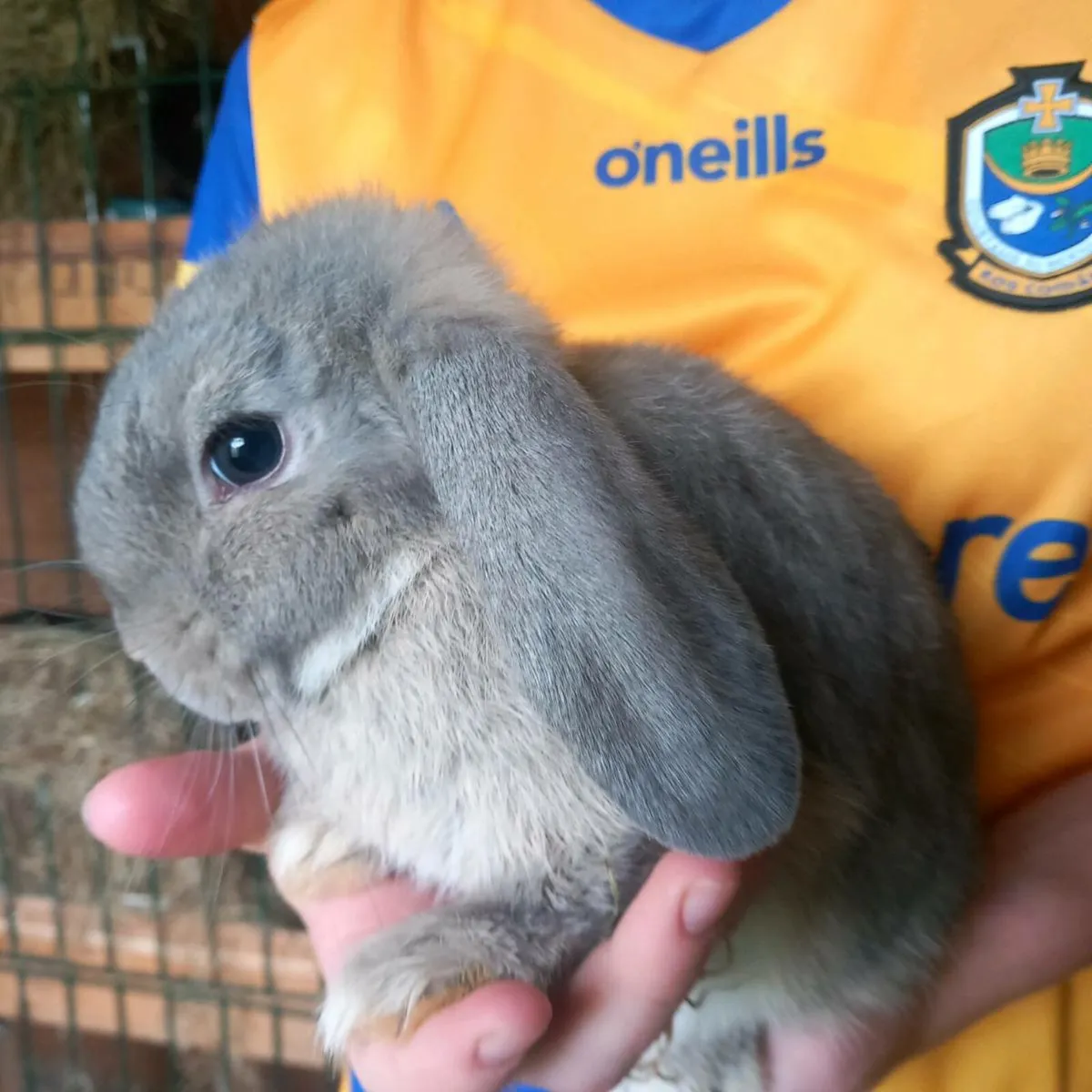 Minilop rabbit - Image 2