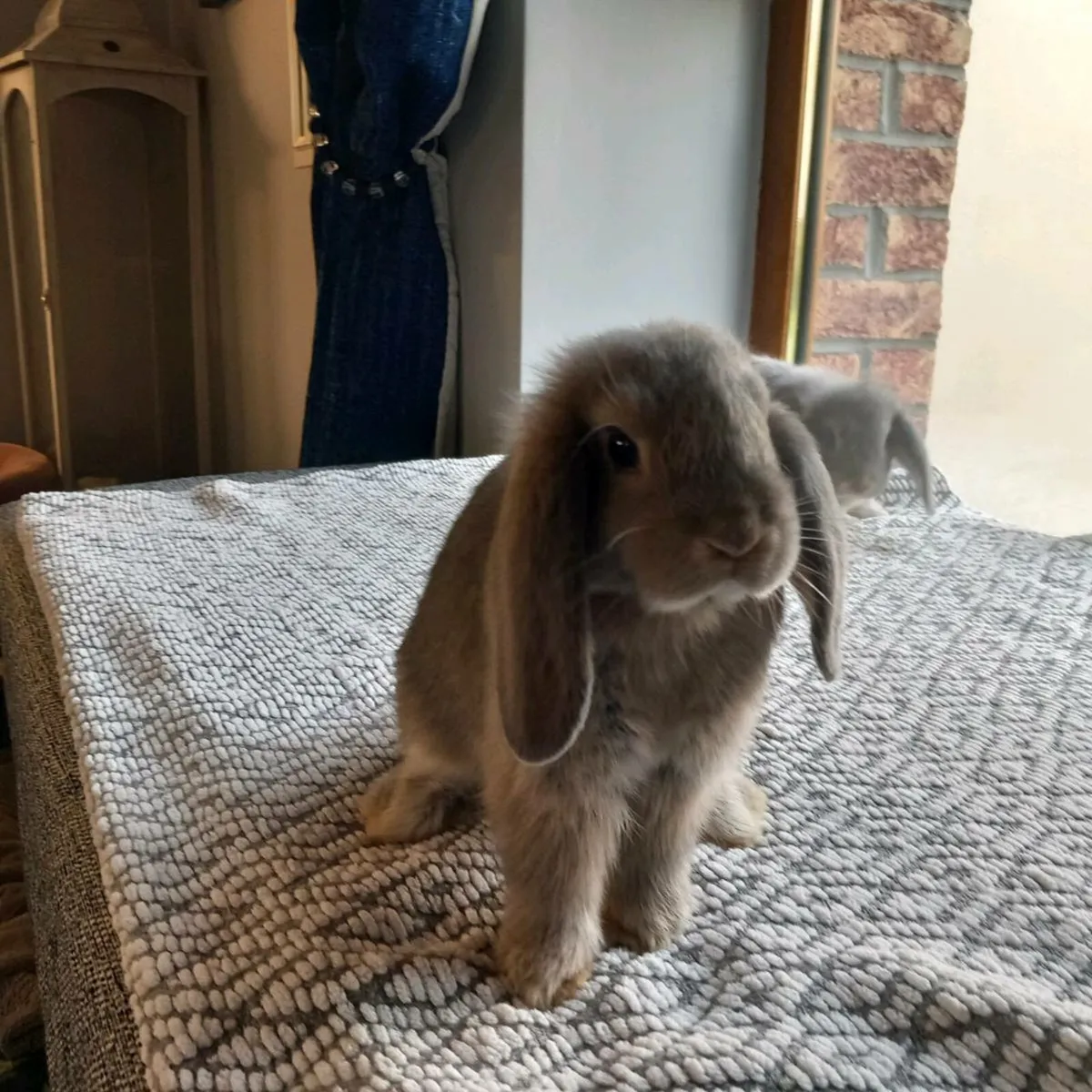Minilop rabbit - Image 3