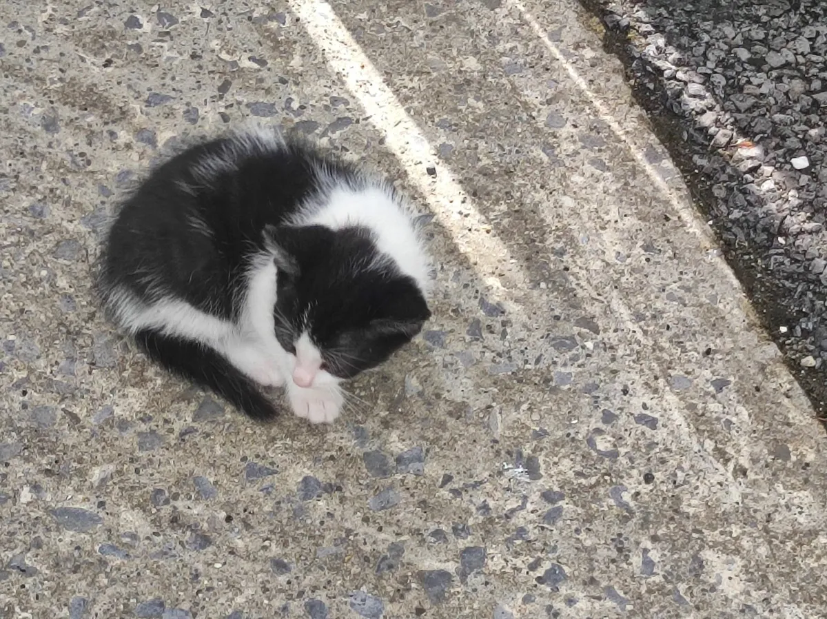 Kittens - Image 3