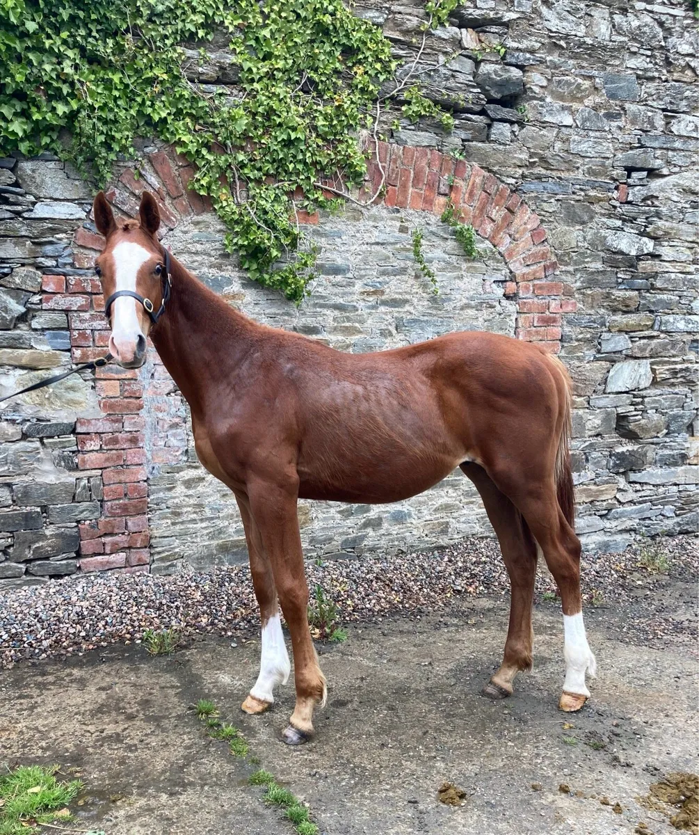 Kingdom x Womanizer Colt - Image 1