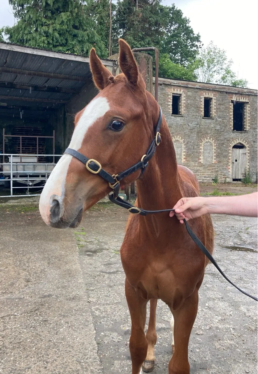 Kingdom x Womanizer Colt - Image 2