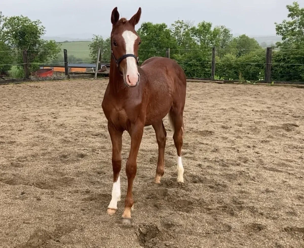 Kingdom x Womanizer Colt - Image 3