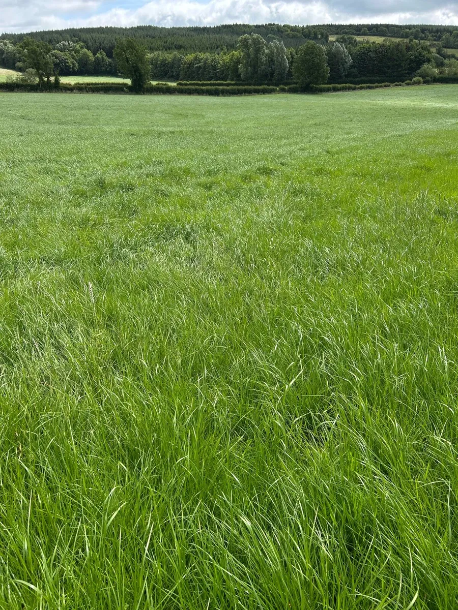2nd cut Meadows for silage - Image 1
