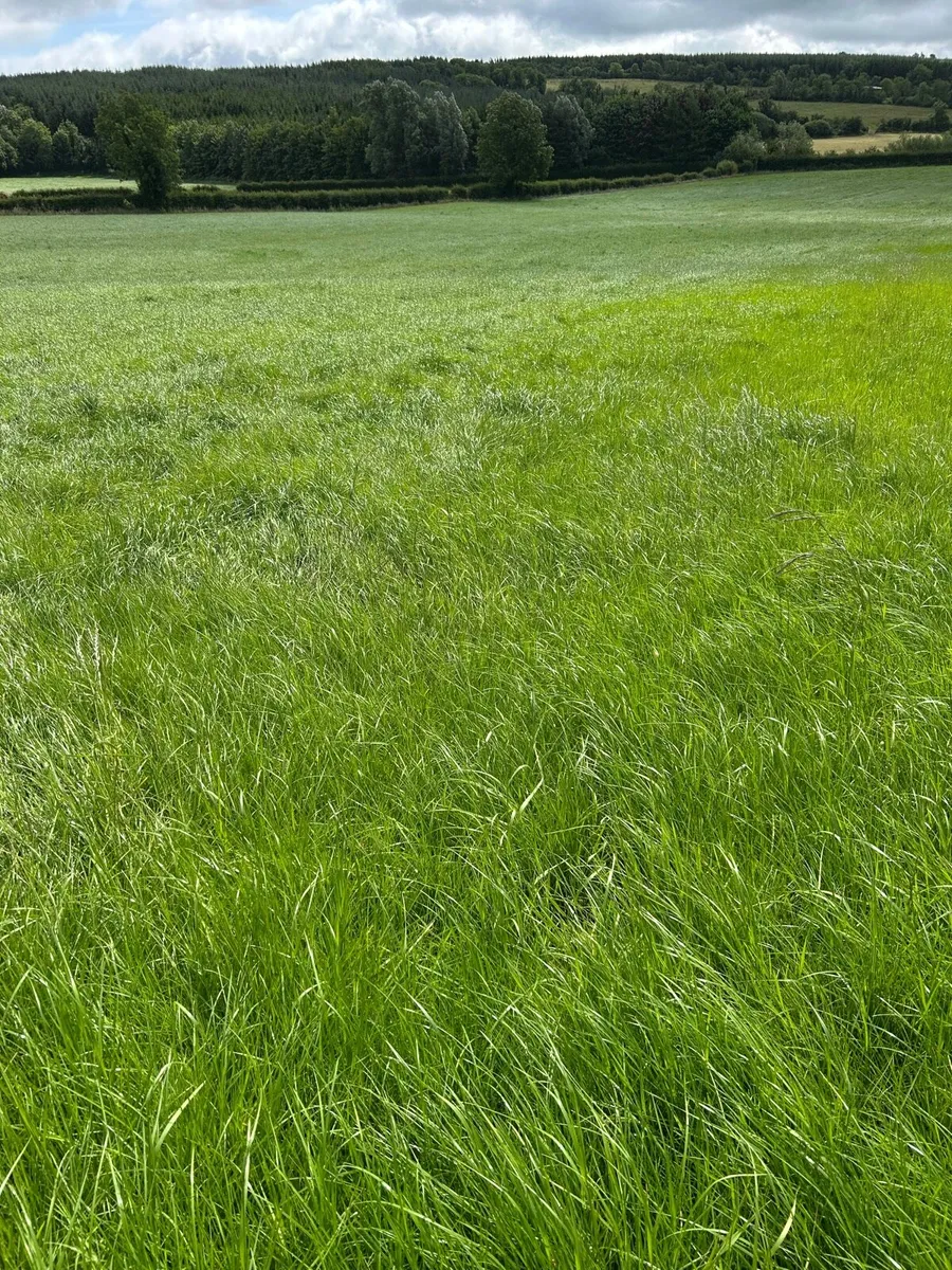 2nd cut Meadows for silage - Image 2