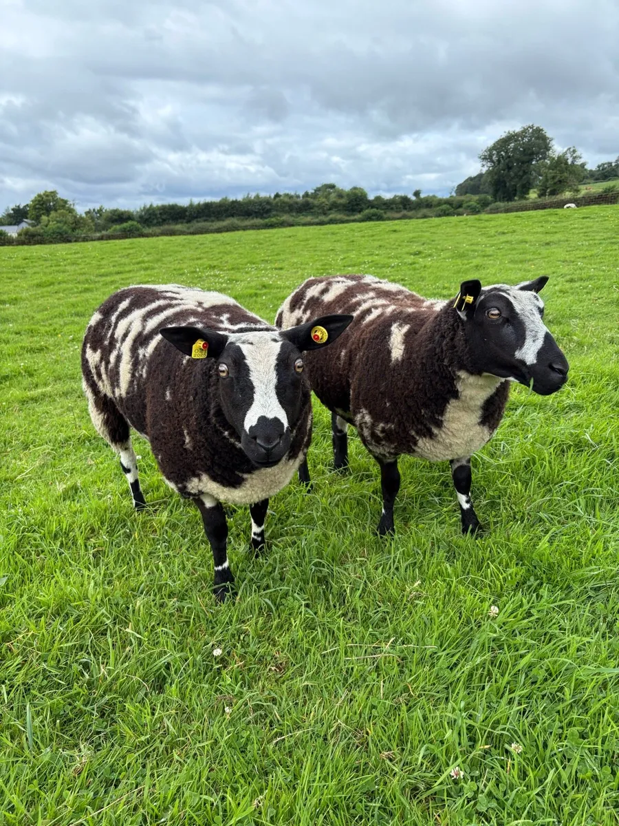 Dutch Spotted Ewe Lambs - Image 1