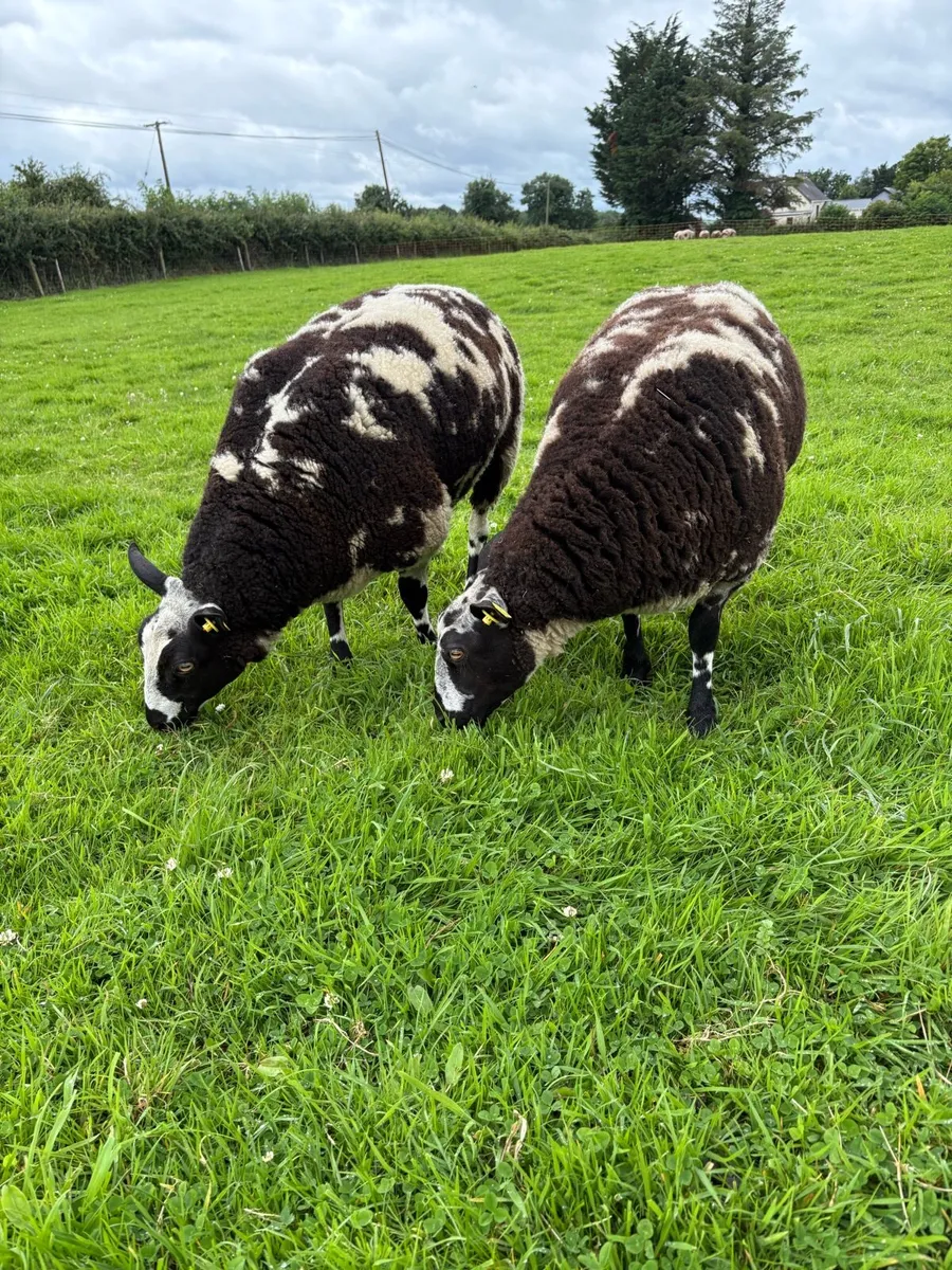 Dutch Spotted Ewe Lambs - Image 2