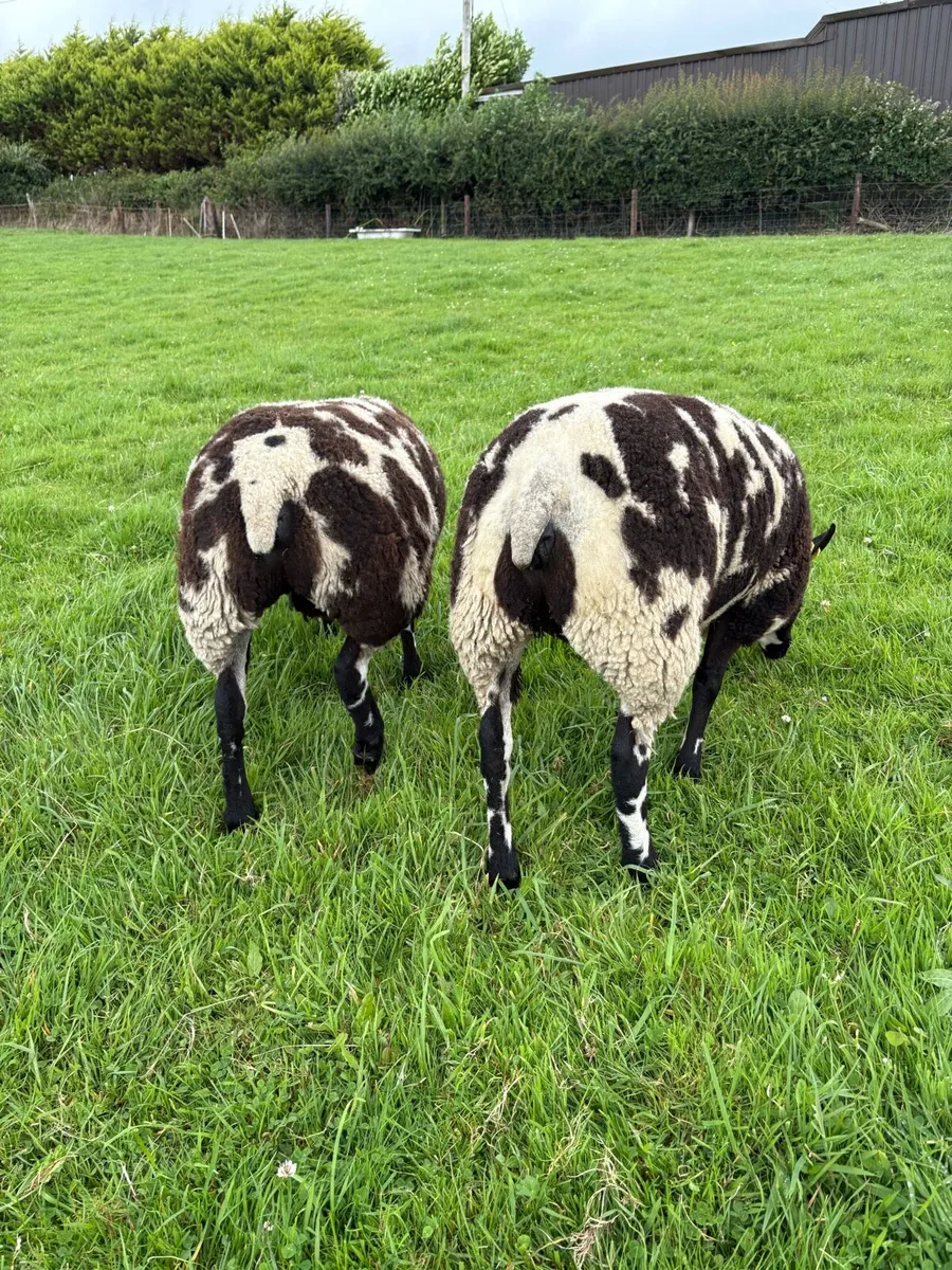 Dutch Spotted Ewe Lambs - Image 3