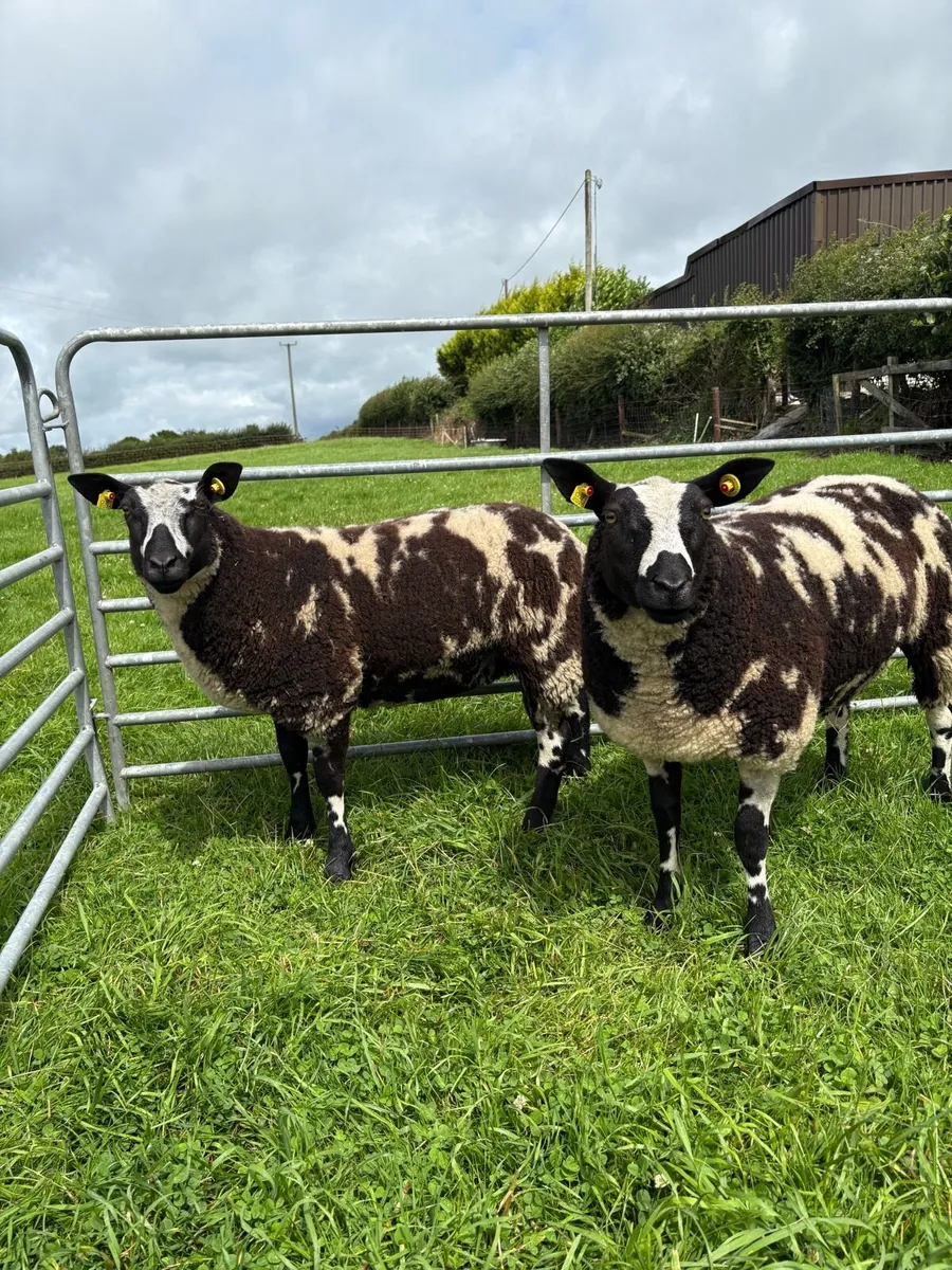 Dutch Spotted Ewe Lambs - Image 4