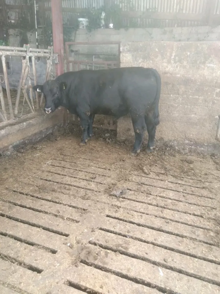 Angus bull - Image 1