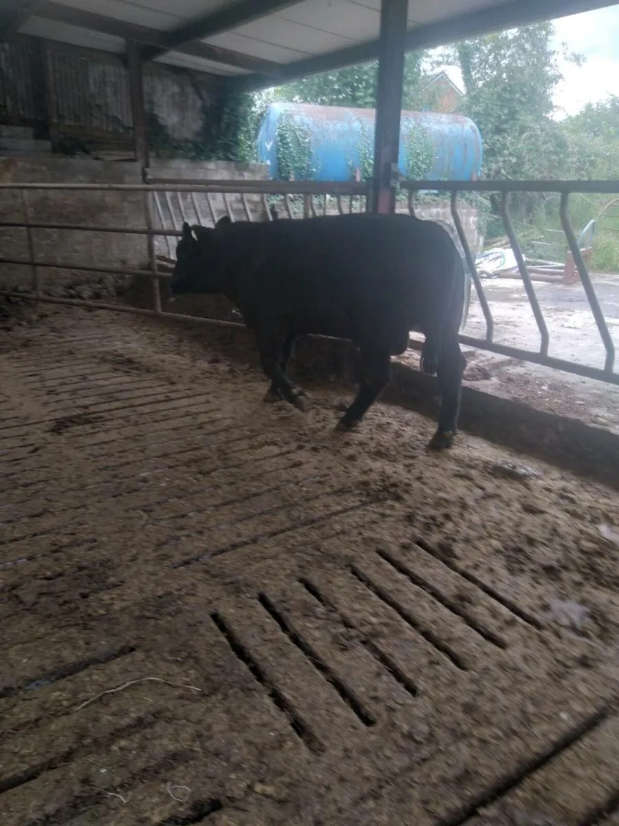 Angus bull - Image 3