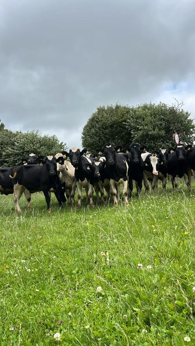 Friasian heifers - Image 2