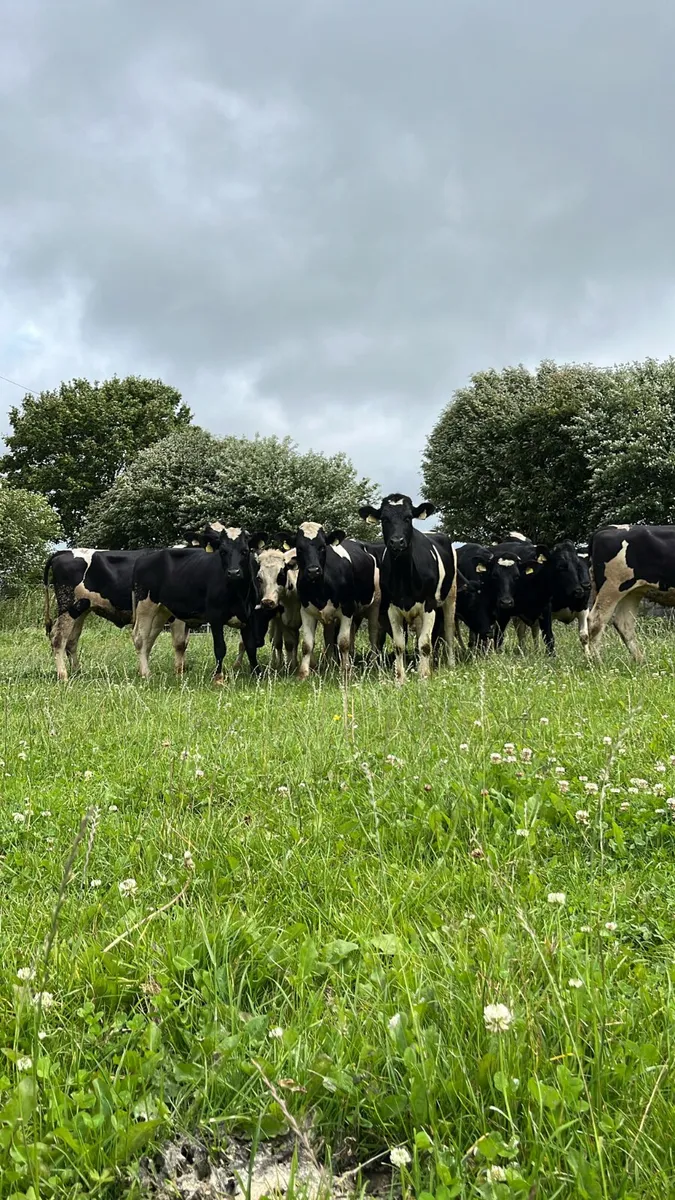 Friasian heifers - Image 3