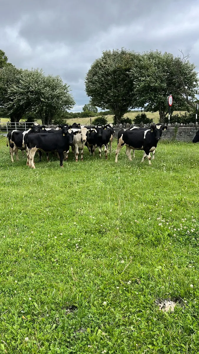 Friasian heifers - Image 4