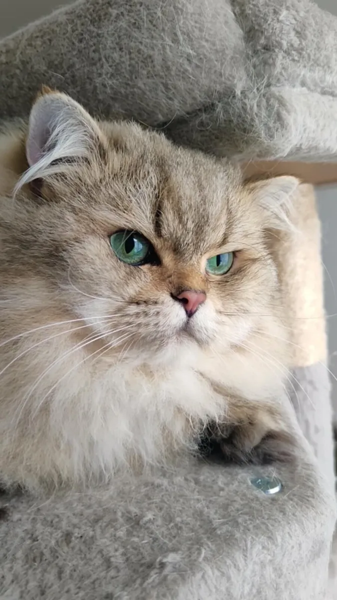 Cat - Image 1