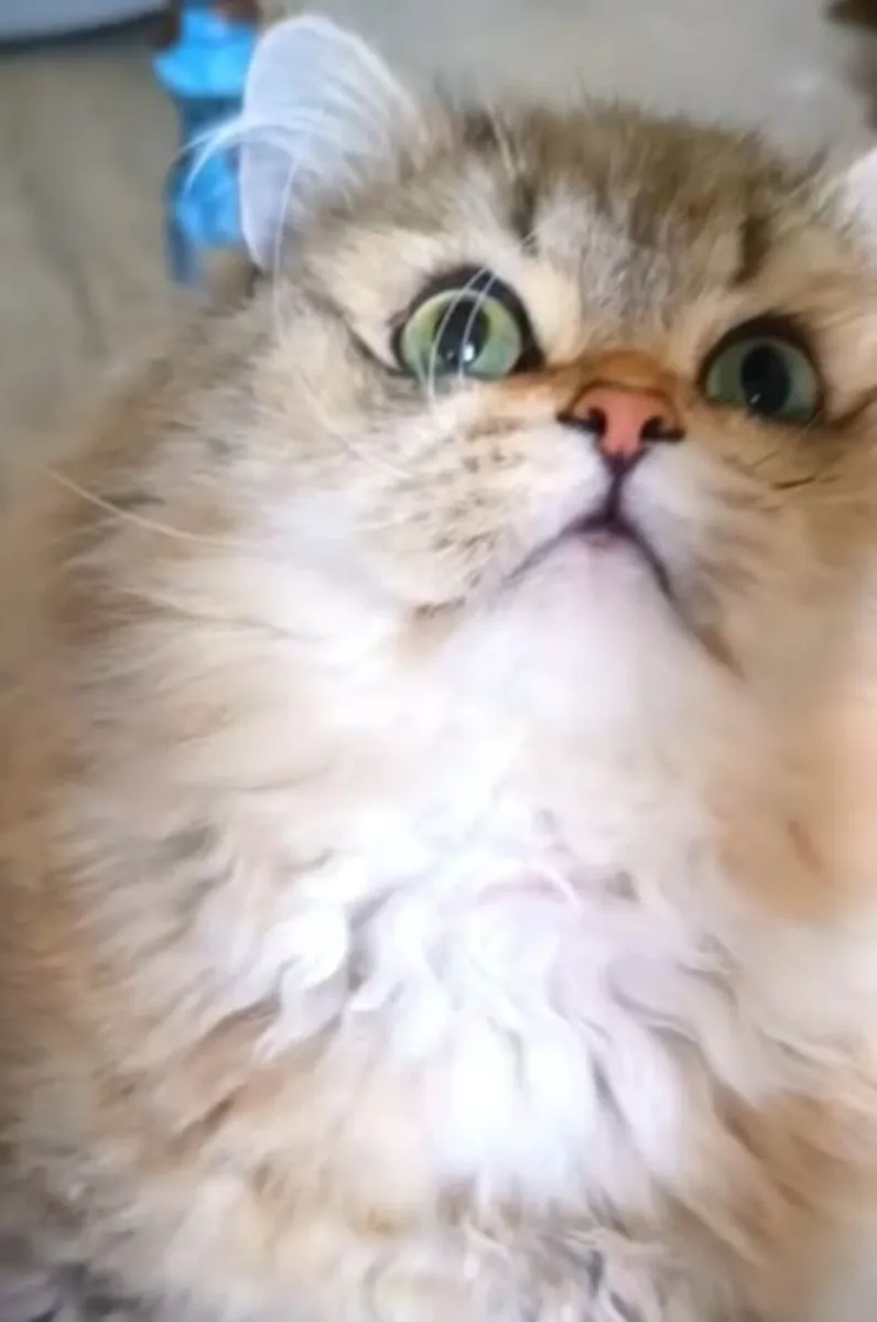 Cat - Image 2