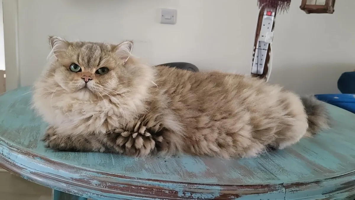 Cat - Image 3