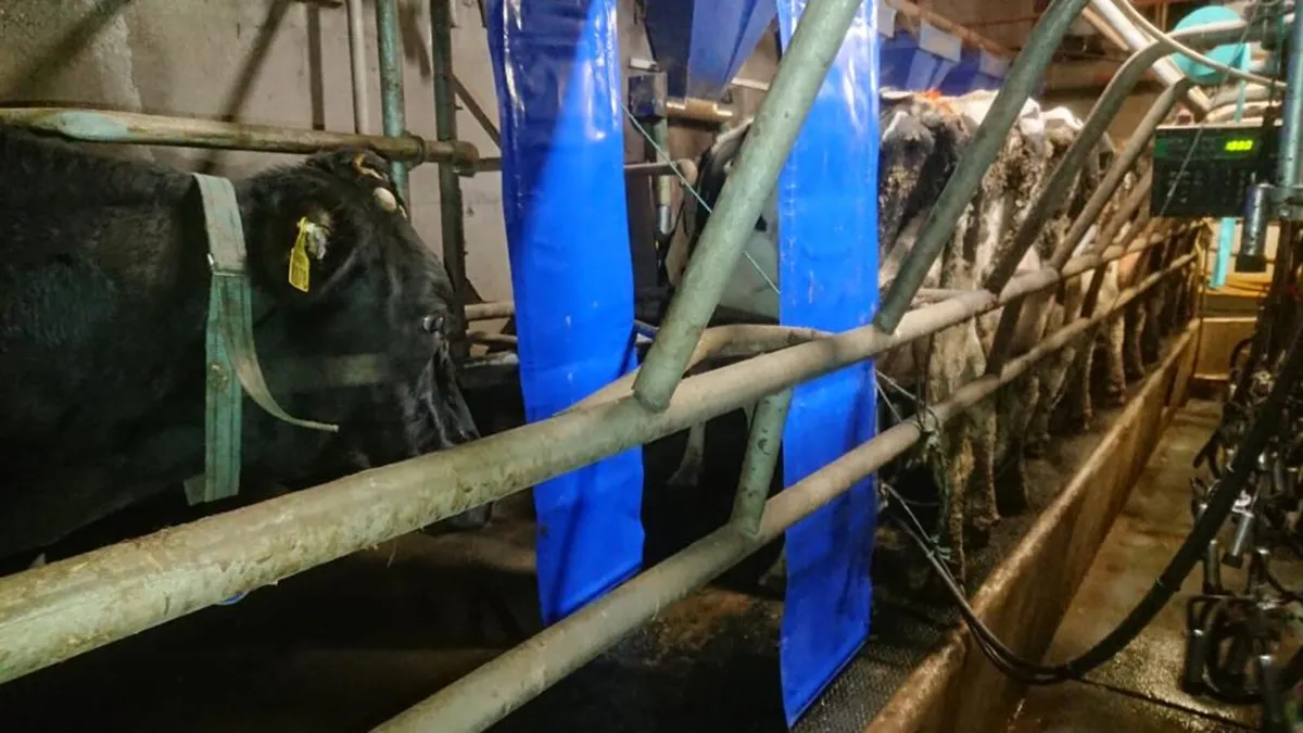 New Delaval Cow ID Curtains - Image 3