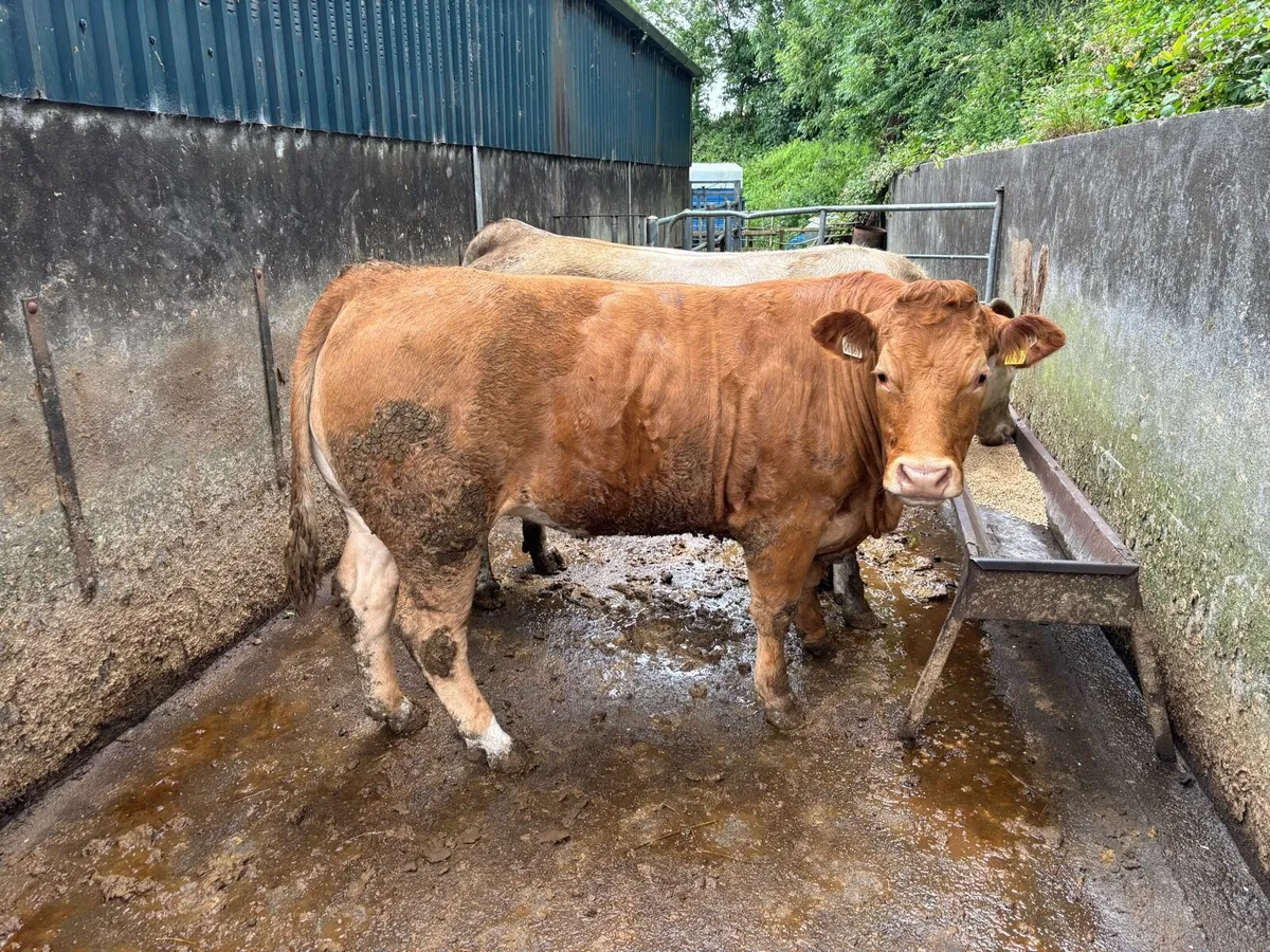 4* Bulling Heifer - Image 1