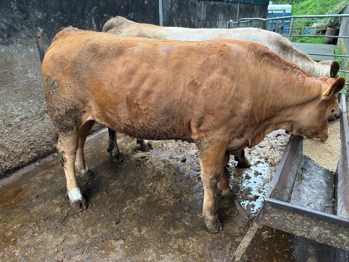 4* Bulling Heifer - Image 2