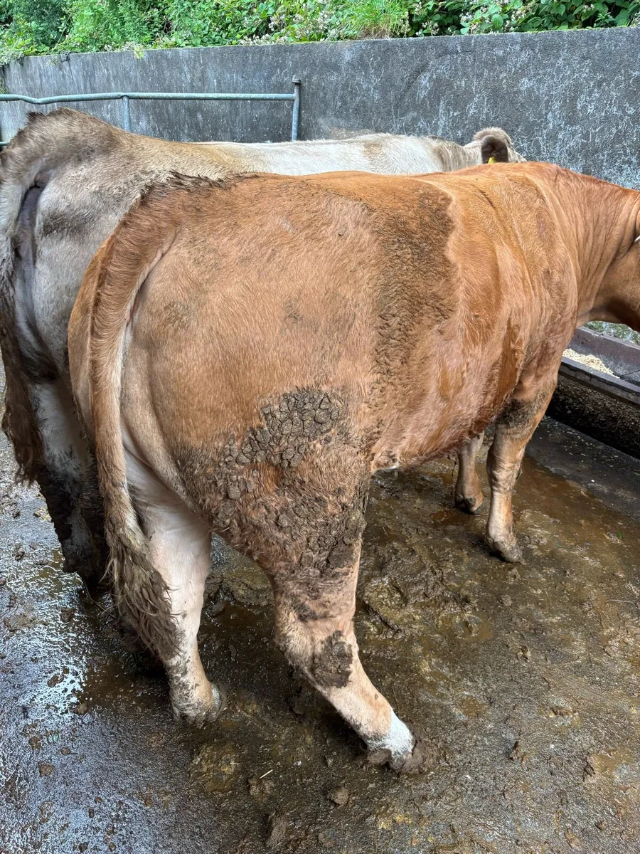 4* Bulling Heifer - Image 3