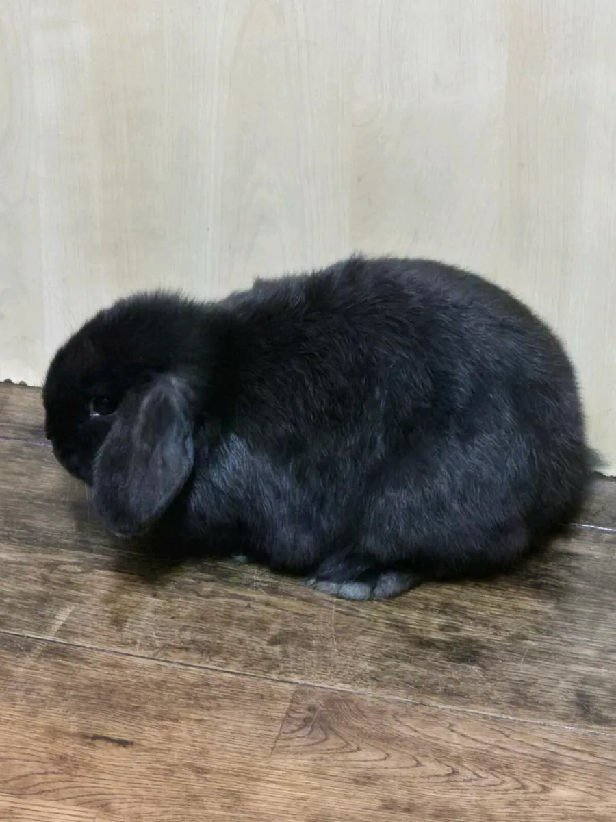 Mini lop baby