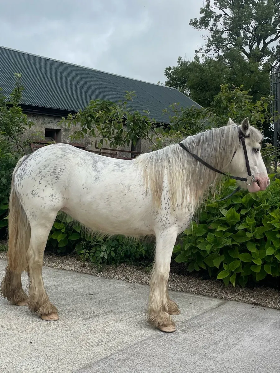 Cob for sale - Image 2