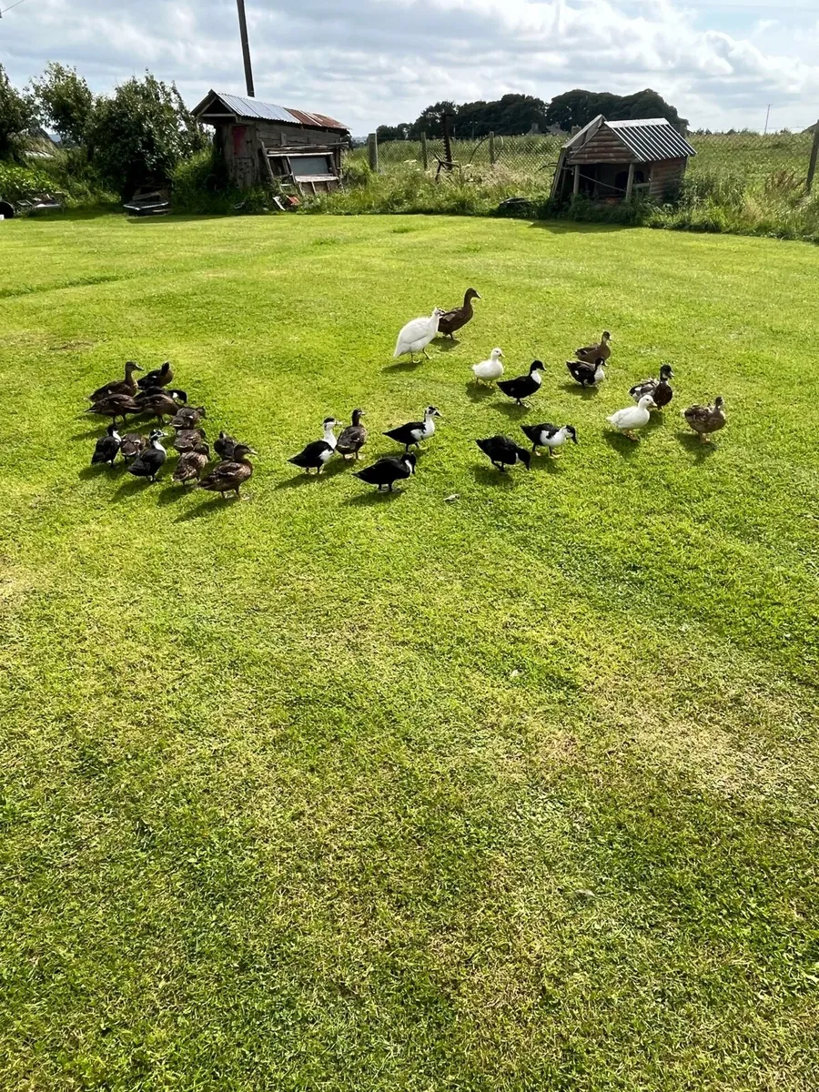 Ducks - Image 1