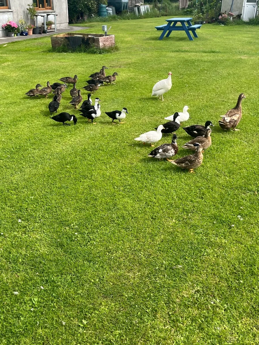 Ducks - Image 2