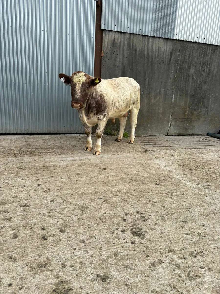 Purebred Shorthorn Bull - Image 1