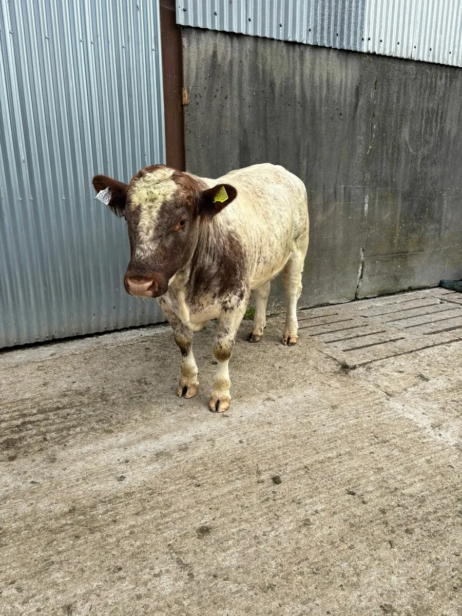 Purebred Shorthorn Bull - Image 2
