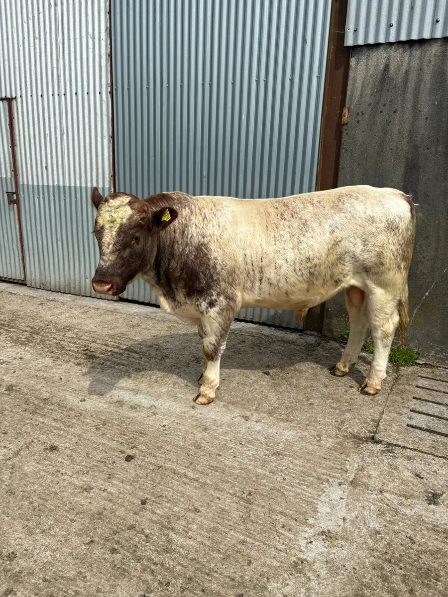 Purebred Shorthorn Bull - Image 3