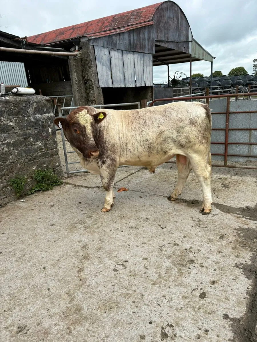 Purebred Shorthorn Bull - Image 4