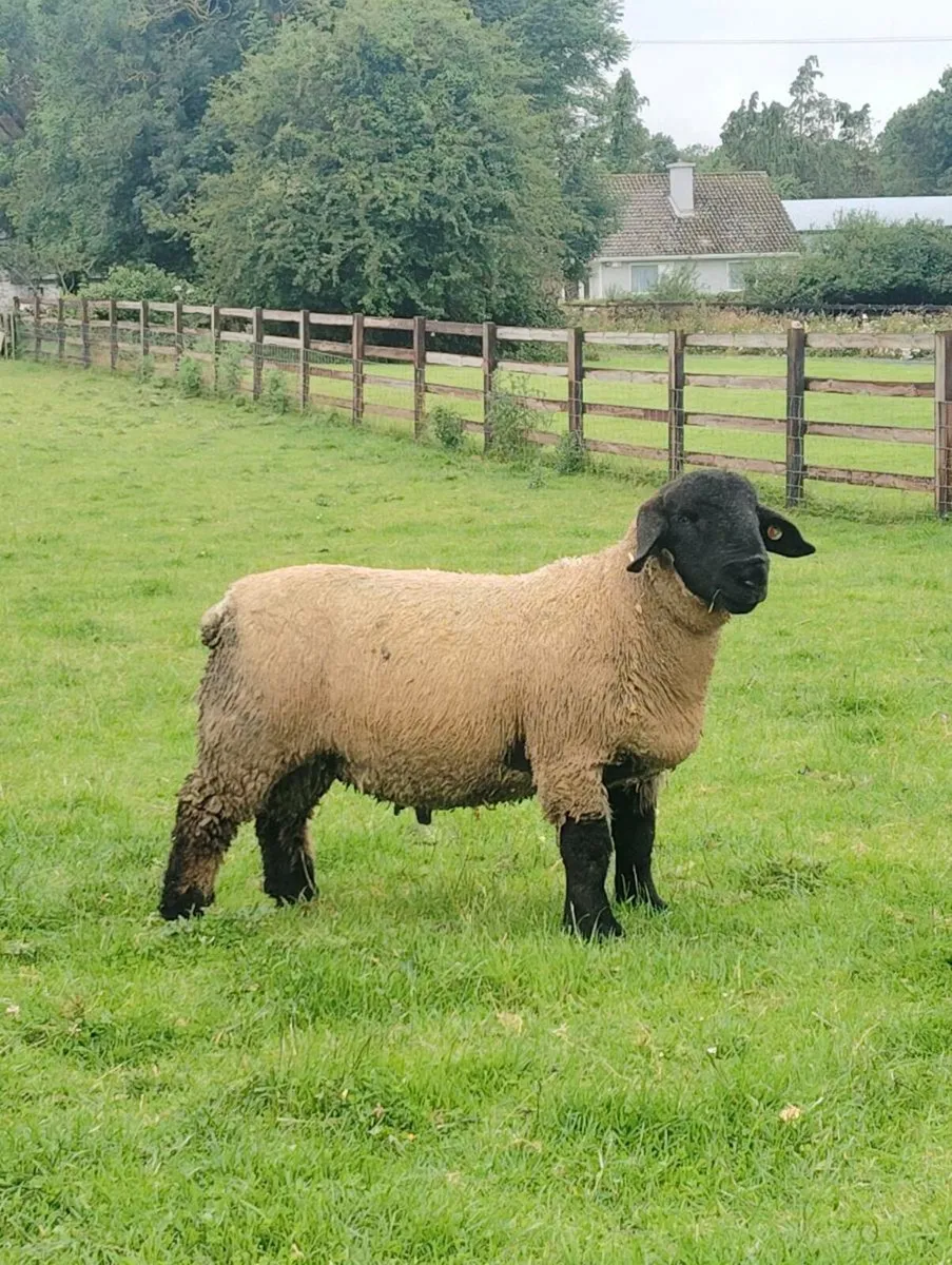 Suffolk Ram Lambs - Image 1